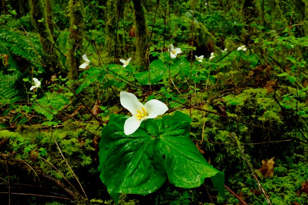 trillium blooming in forest