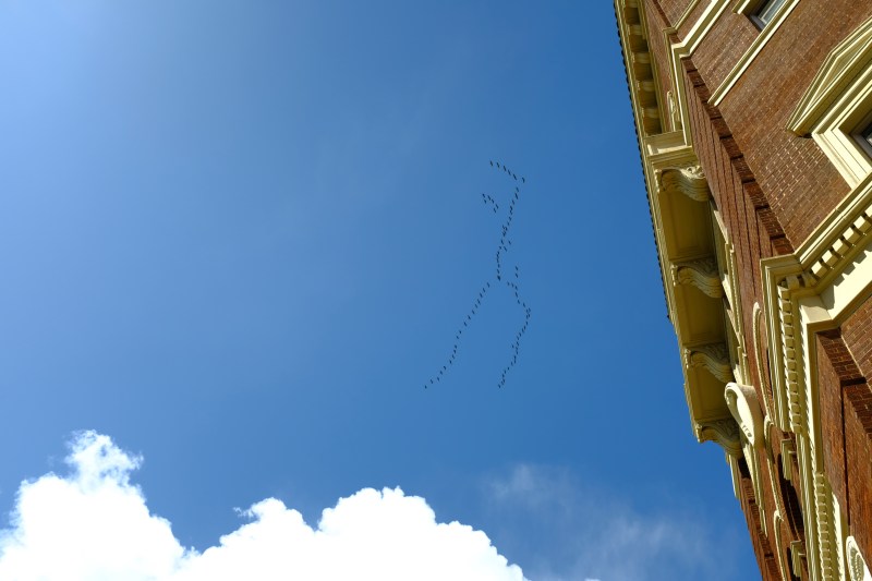 Canada geese flying over brick building in blue sky