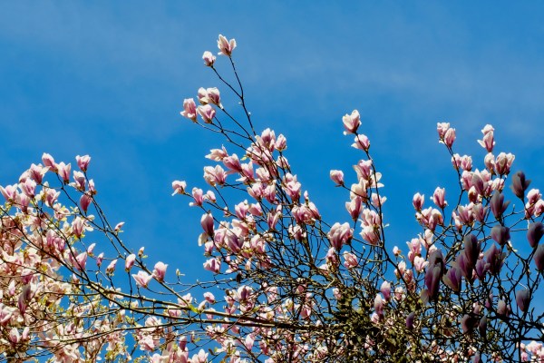 saucer magnolia blossoms