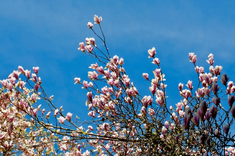 saucer magnolia blossoms