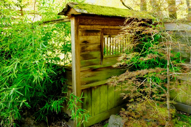 Japanese garden: wood, moss, maple and bamboo