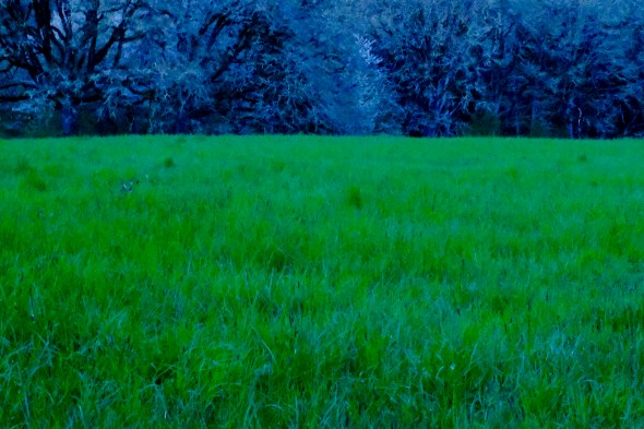green meadow and surrounding trees