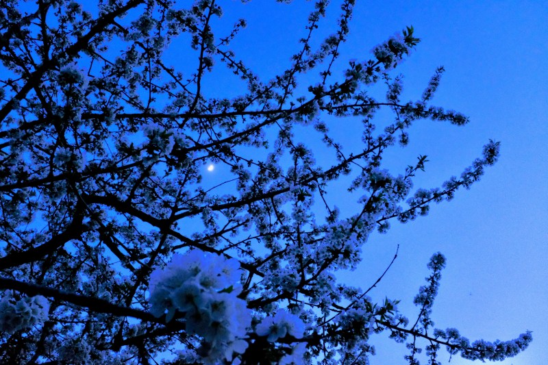 cherry blossoms and moon at dusk