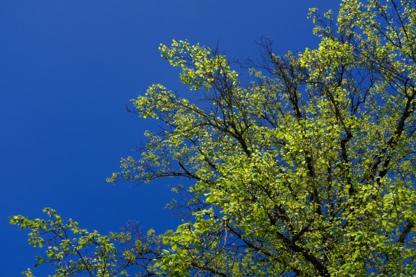 poplar tree branches and blue sky