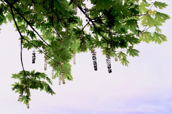 maple leaves and blossoms
