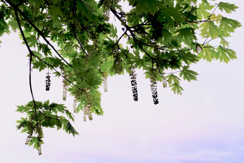 maple leaves and blossoms