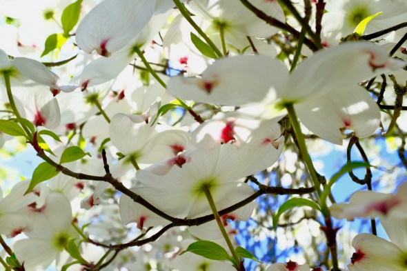 white dogwood blossoms with pink accents