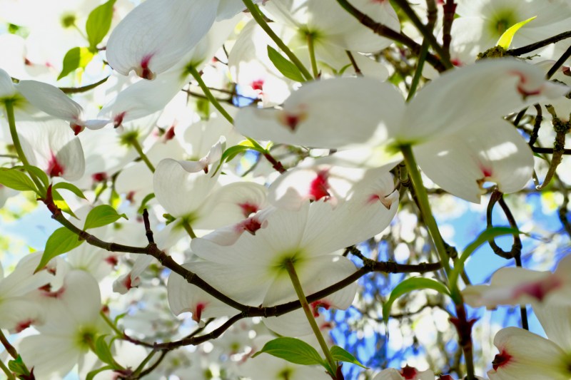 white dogwood blossoms with pink accents