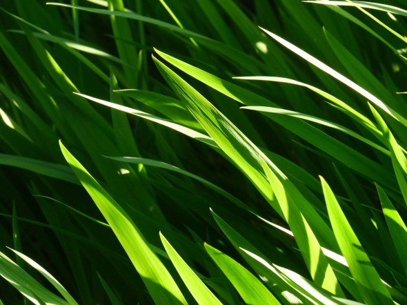 grasslike leaves leaning left