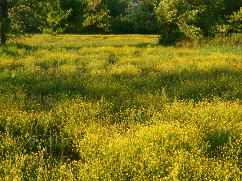 meadow full of yellow flowers
