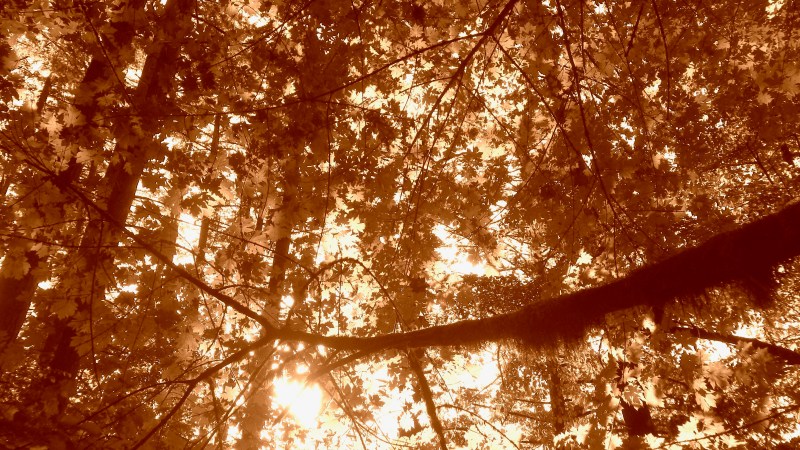 maple forest in sepia tone