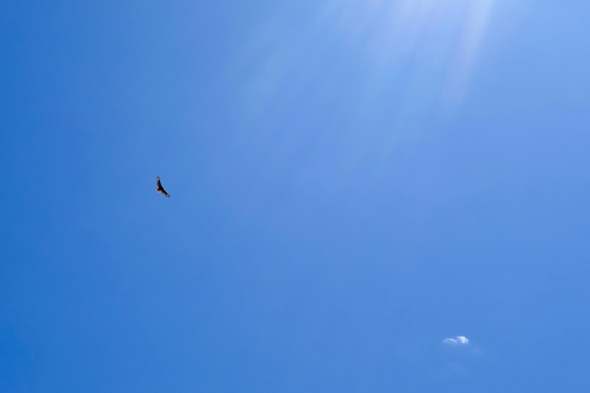 hawk soaring in blue sky