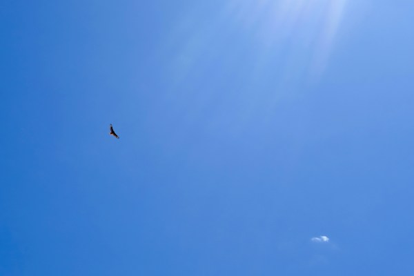 hawk soaring in blue sky