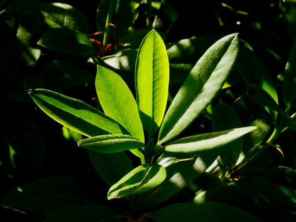 backlit rhododendron leaves