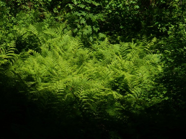green ferns