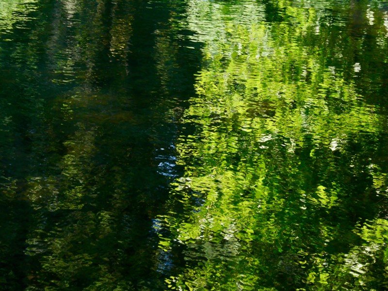 green forest reflected in lake