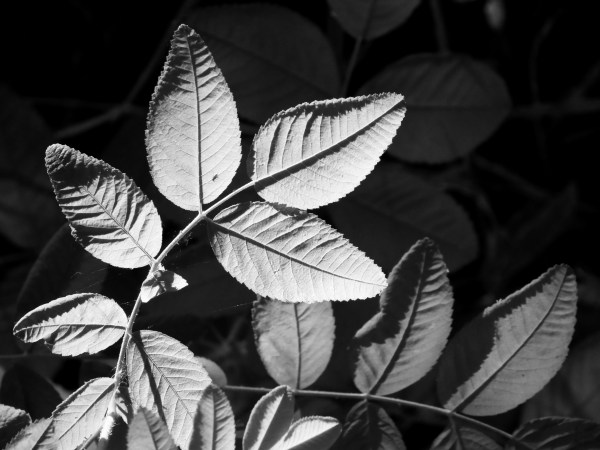 brilliantly lit leaves in black and white