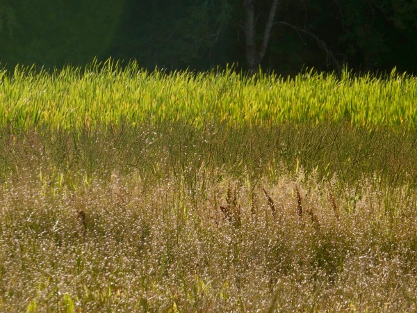 wetlands grasses and shrubs