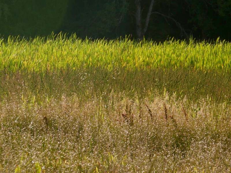 wetlands grasses and shrubs