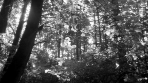 maple forest in sunlight