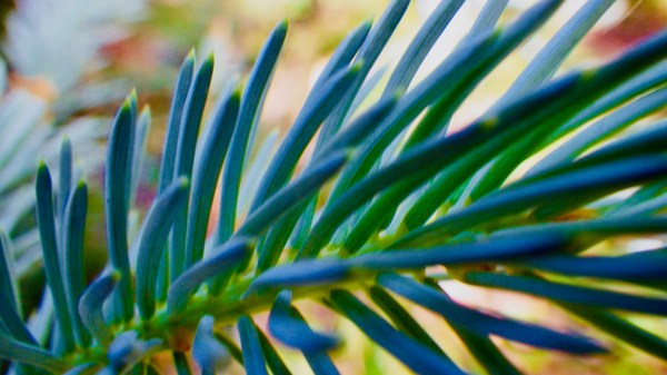 blue spruce needles