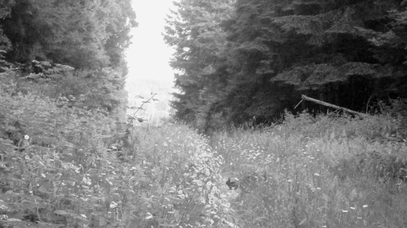 rabbit in grassy clearing in forest