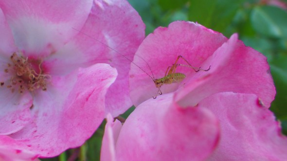 insect walking on roses