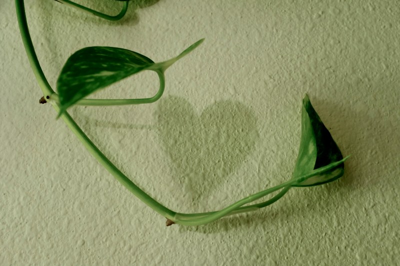 heart-shaped shadow of a leaf