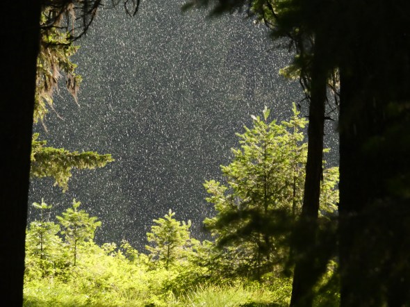sunlit rain falling between trees
