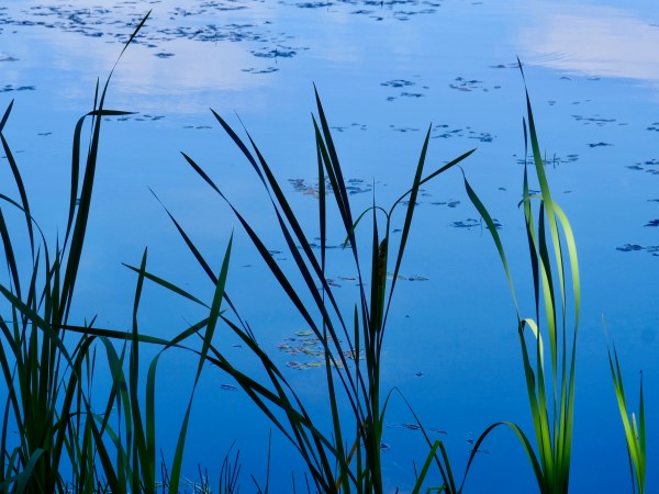 cattail leaves and blue lake water