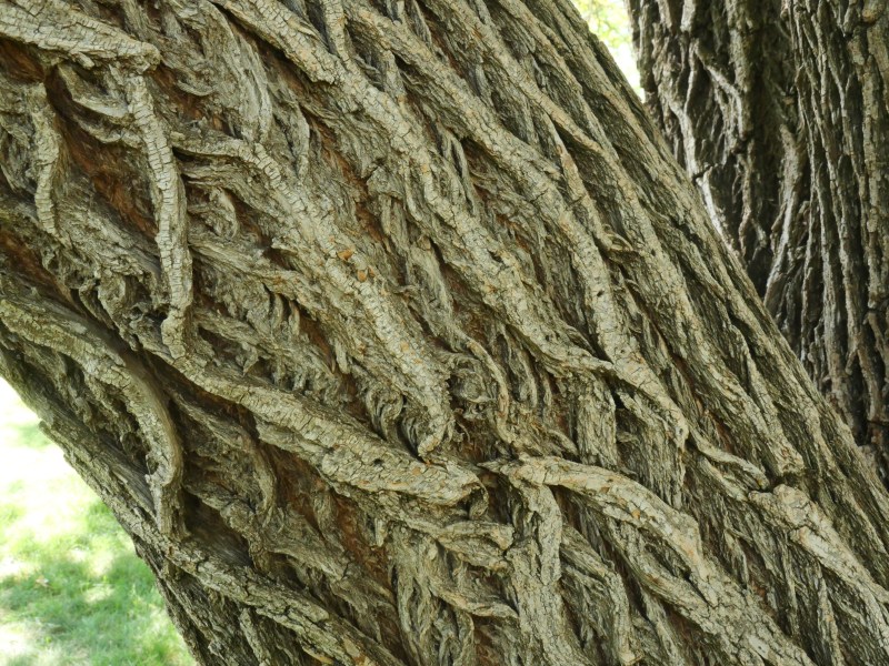 tree bark