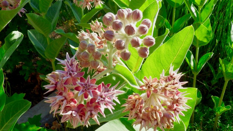 milkweed buds and flowers