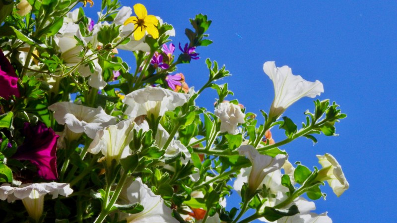 flowers and blue sky