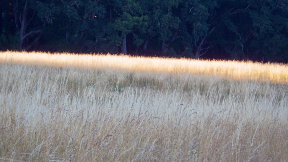 meadow in evening