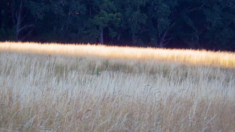 meadow in evening