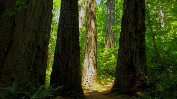 large tree trunks in old-growth forest