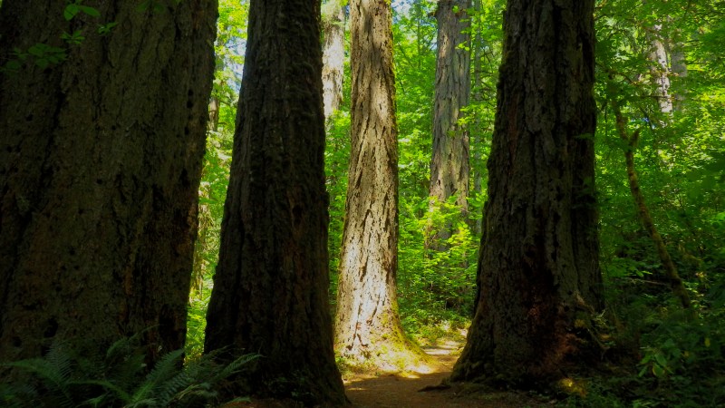 large tree trunks in old-growth forest