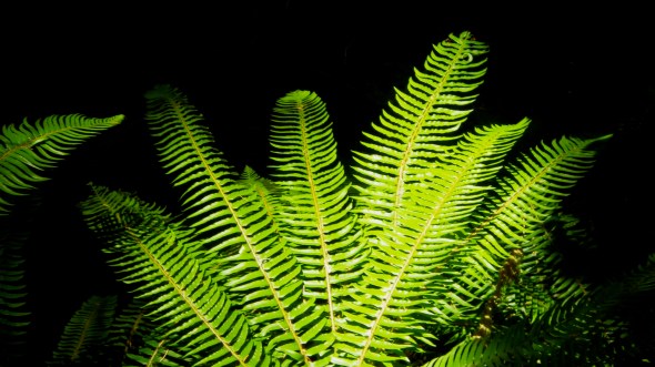 sword ferns