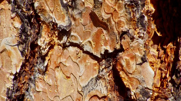 ponderosa pine bark