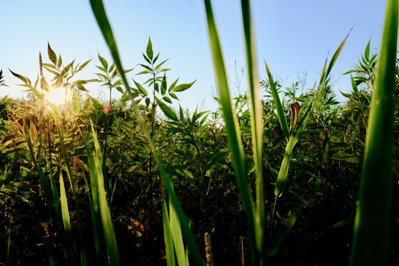 sun setting in marshlands