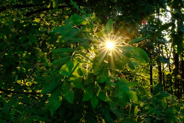 ash tree and setting sun