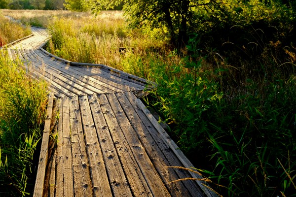 wooden boardwalk through sunny marsh