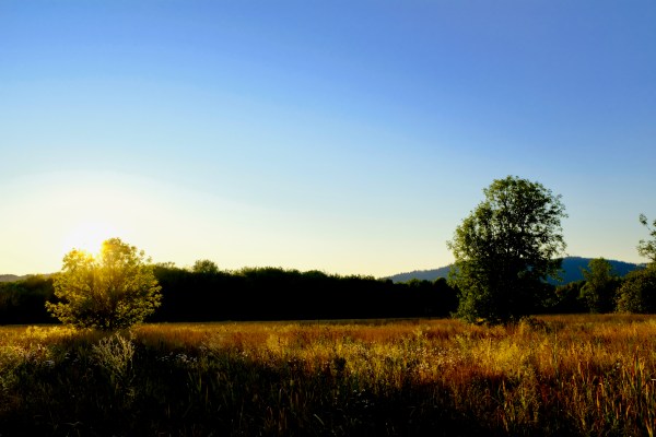 burnished wetland at sunset