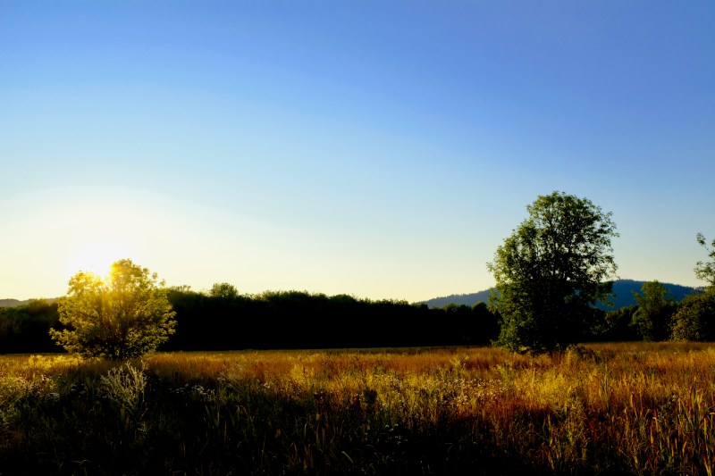 burnished wetland at sunset