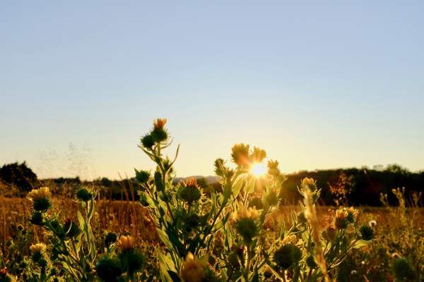 yellow tarweed flowers at sunset
