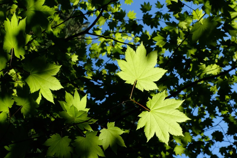 green vine maple leaves and blue sky