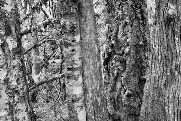 tree bark with many different textures