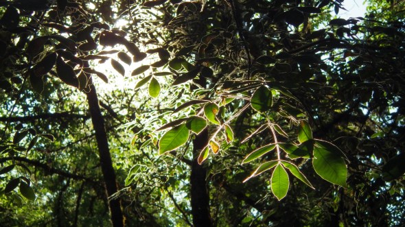 backlit ash leaves in evening sun