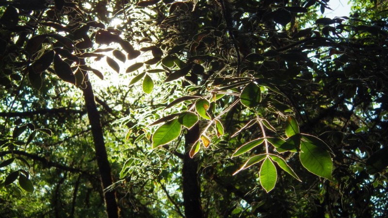 backlit ash leaves in evening sun