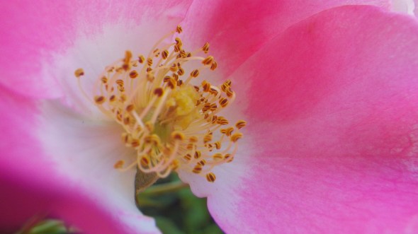 close-up view of pink rose